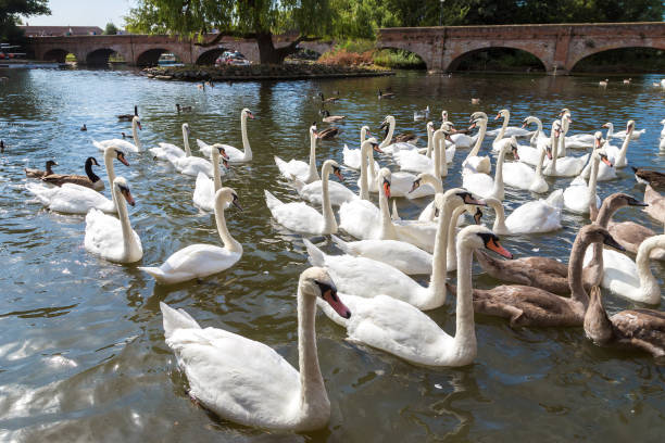 istock Swans in the river in Stratford-upon-Avon 1898391789