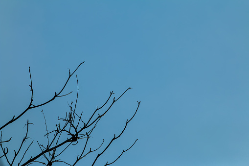 tree branch and the sky