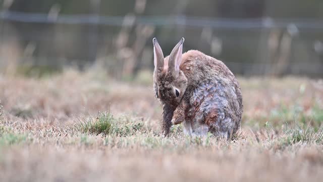 Muddy wild cotton tail rabbit