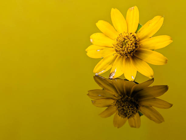 Closeup yellow flowers with reflection on a yellow acrylic board with copy space.