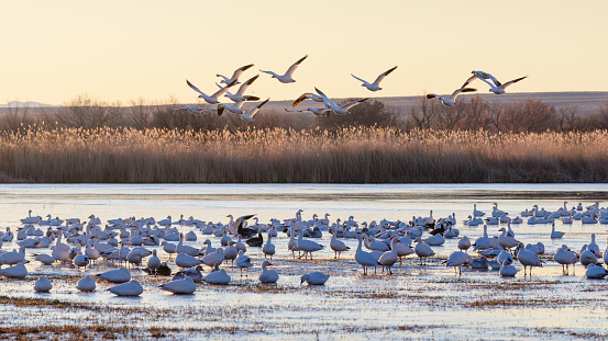 Snow geese flying above wetland in the morning in Bosque del Apache national refuge.