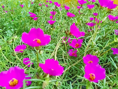 Ordinary bracelet (Portulaca oleracea), beautiful colored flowers with colors that are beautiful to the eye