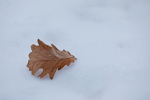 leaves on snow