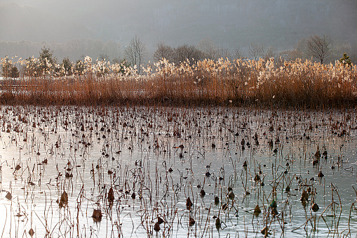winter lotus field