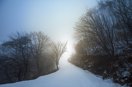 Branches of a tree or shrub are covered with frost. Winter landscape on a frosty day with thick fog and snowfall