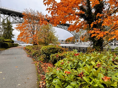 Tranquil surroundings of beautiful autumn leaf color along Burke-Gilman Trail beneath Fremont Bridge. Seattle, Washington, USA.