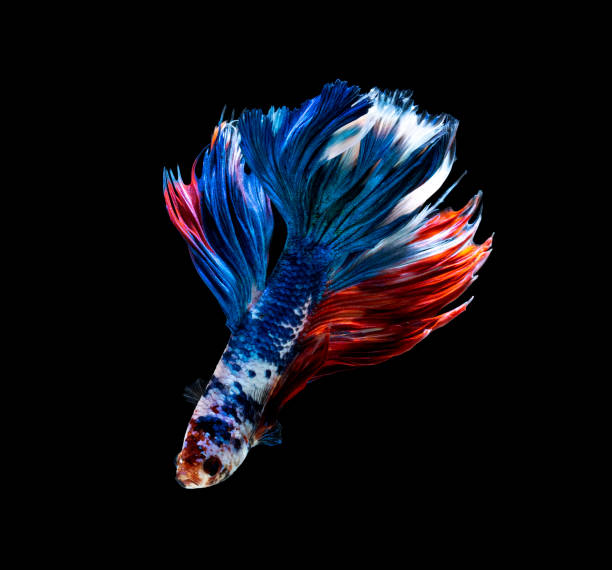 ryby betta, syjamskie ryby bojowe, betta splendens izolowane na czarnym tle - siamese fighting fish fish domestic cat multi colored zdjęcia i obrazy z banku zdjęć