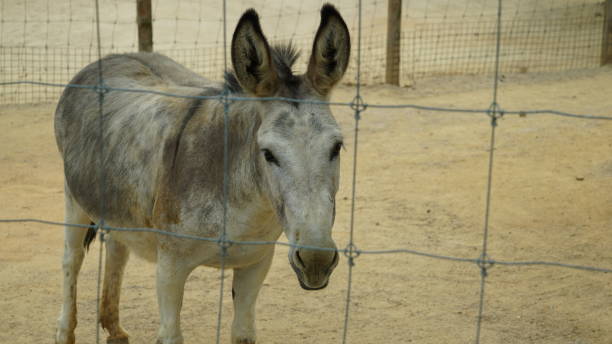 istock A young donkey in a zoo 1898730184