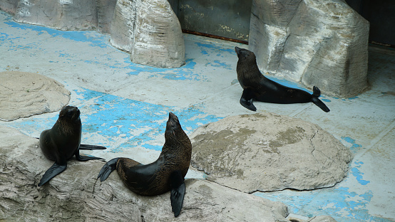 Three seals at the public outdoor zoo in Seoul