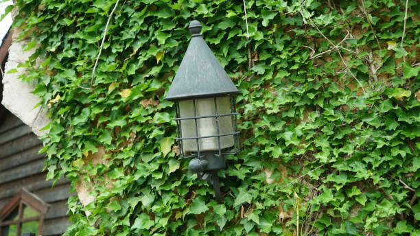 istock A lantern hanging on a wall decorated with vines 1898730703