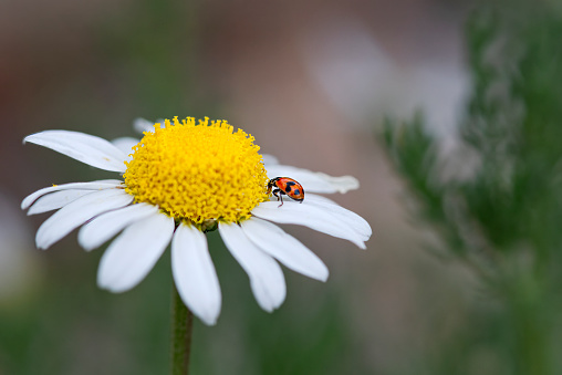 Macro photo of a ladybug on a Chamomile plant