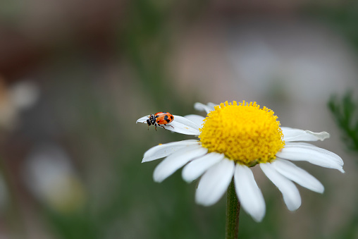 Macro photo of a ladybug on a Chamomile plant