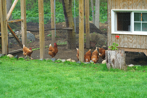 close up on chicken in side coop in back yard