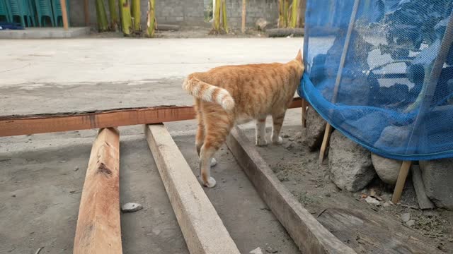 the excitement of cats accompanying farmers in gardening