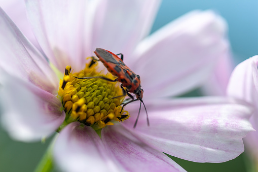red and black striped stink bugs on a yellow flower