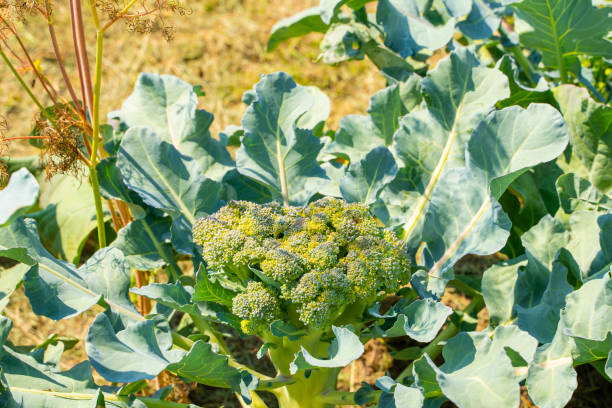 istock Fresh young broccoli on a plantation, close-up 1898917595