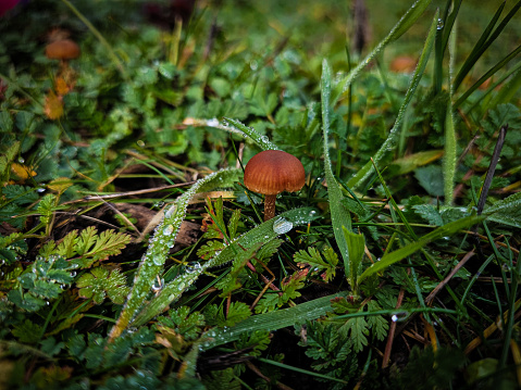 Mushroom growing on forest floor after a rain