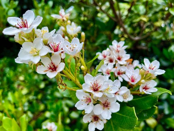 Indian Hawthorn Flowers Horizontal close up of small white flower with purple pink centre on large Indian Hawthorn tree with green leaves in country Australian garden indian hawthorn stock pictures, royalty-free photos & images