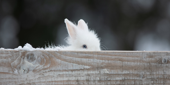 cute young white rabbit in winter