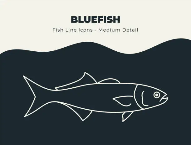 Vector illustration of Bluefish - Ocean and River Fish Line Icon Set. Dive into a Sea of Creative Icons with Fish and Seafood Stock Vectors, Includes Illustrations of Fish Scales, Fins, and Aquatic Marine Life