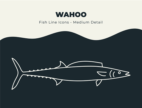 Line icons of wahoo fish, seafood and other and marine life to be used for infographics, posters, flyers, web banners, print banners, promotions, descriptions and education.