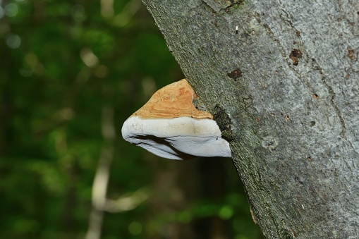 Closeup of tree trunk