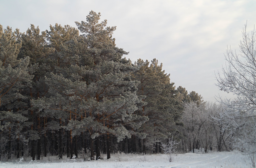 Siberian pines in the depths of the forest wrapped in frost.Siberian natural landscape.