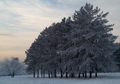 Siberian pines in the depths of the forest wrapped in frost.Siberian natural landscape.