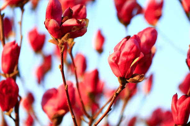 Blooming magnolia flower, very beautiful
