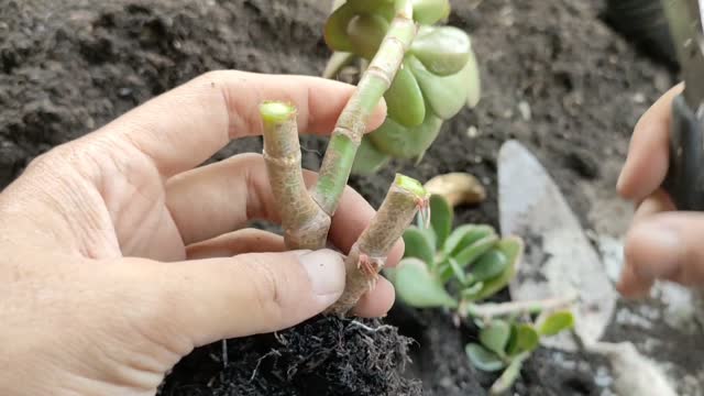 How to propagate jade plants by stem cuttings