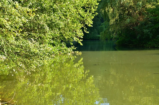 Reflection of green leaves from the trees on the surface of the pond