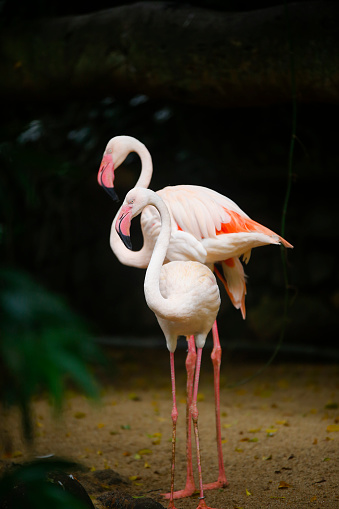 Beautiful nature with couple of flamingo birds in frame in the Sri Lanka zoo.