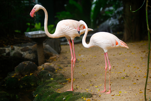 Beautiful nature with couple of flamingo birds in frame in the Sri Lanka zoo.