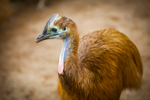 Closeup of emu's head in a national park in Dehiwala, sri lanka.