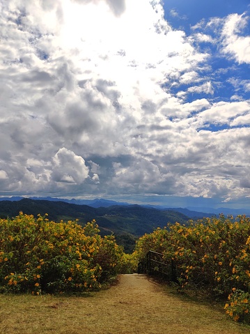 View of Mexican Sunflower or Tree Marigold blossoms growing on a hill with clouds in the sky and mountains in the background. view of the northern Thai regions of Thung Bua Tong,Mae Hong Son,Thailand.