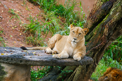 Lion Closup -in the Dehiwala National Park - Dehiwala, Sri Lanka.
