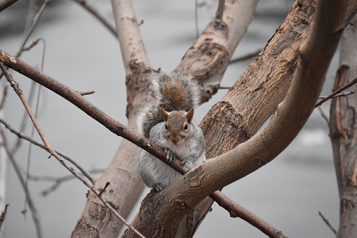 squirrel