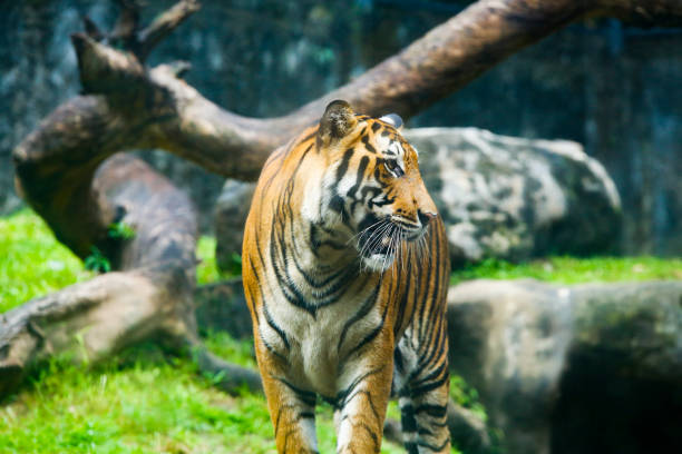 istock Big male bengal tiger walking in the grass 1899121441