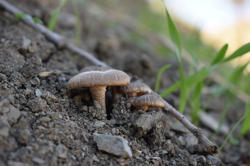 macro shot of fungi