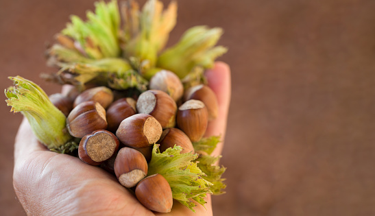 Close-up of a handful of fresh nuts. With empty writing space