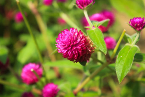 istock Globe amaranth or Gomphrena globosa flowers in the garden 1899161027