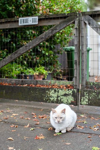 A pure white, adult street cat crouched on a sidewalk beneath a beware of dog sign on a wire fence.