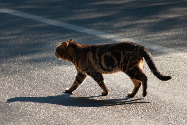 istock Feral, Jerusalem street cat walking upright across a sidewalk. 1899178694