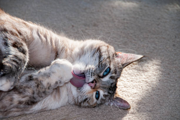 A grey and white, long-hair, domestic tabby cat sits in sunshine and washes her face with a damp paw