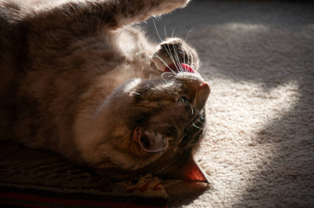 istock Grey and white domestic tabby cat washing her face 1899179222