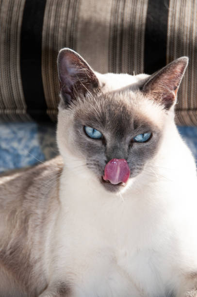 Portrait of a purebred, Tonkinese breed adult cat with classic dark face and deep blue eyes.
