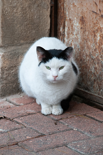 Portrait of an adult, feral Jerusalem street cat with white face and paws and black ears, sitting on a brick sidewalk.