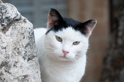 Portrait of an adult, feral Jerusalem street cat with white face and paws and black ears, peering out from behind a large rock.