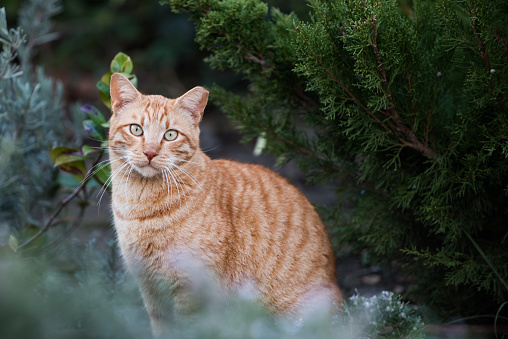 Portrait of an orange, adult, feral Jerusalem street cat sitting among plants in a public park.