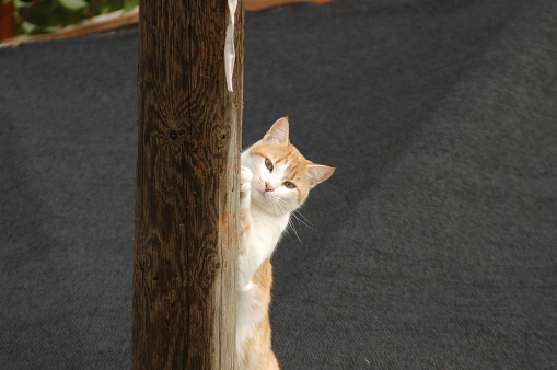 Orange and white, adult ginger tabby cat standing erect with claws on a wooden post with copy space.